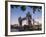 Tower Bridge and Shard at dusk, London, England, United Kingdom, Europe-Charles Bowman-Framed Photographic Print