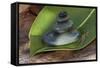 Tower of Stoneson Green Leaves-Uwe Merkel-Framed Stretched Canvas