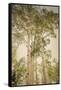 Towering Aspens 1-Debra Van Swearingen-Framed Stretched Canvas