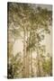 Towering Aspens 1-Debra Van Swearingen-Stretched Canvas