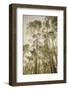 Towering Aspens 2-Debra Van Swearingen-Framed Photographic Print