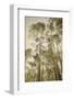 Towering Aspens 2-Debra Van Swearingen-Framed Photographic Print