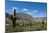 Towering cactus in the tortured Jujuy landscape, Argentina, South America-Alex Treadway-Mounted Photographic Print