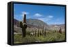 Towering cactus in the tortured Jujuy landscape, Argentina, South America-Alex Treadway-Framed Stretched Canvas