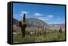 Towering cactus in the tortured Jujuy landscape, Argentina, South America-Alex Treadway-Framed Stretched Canvas