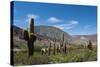 Towering cactus in the tortured Jujuy landscape, Argentina, South America-Alex Treadway-Stretched Canvas