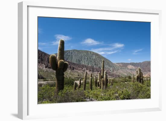 Towering cactus in the tortured Jujuy landscape, Argentina, South America-Alex Treadway-Framed Photographic Print