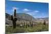 Towering cactus in the tortured Jujuy landscape, Argentina, South America-Alex Treadway-Mounted Photographic Print