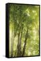 Towering Maples I-Elizabeth Urquhart-Framed Stretched Canvas