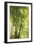 Towering Maples I-Elizabeth Urquhart-Framed Photo