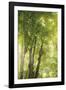 Towering Maples I-Elizabeth Urquhart-Framed Photographic Print