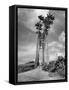 Towering Palm Trees Line Dirt Road as They Dwarf a Native Family Traveling on Foot-Eliot Elisofon-Framed Stretched Canvas