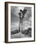 Towering Palm Trees Line Dirt Road as They Dwarf a Native Family Traveling on Foot-Eliot Elisofon-Framed Photographic Print