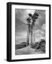 Towering Palm Trees Line Dirt Road as They Dwarf a Native Family Traveling on Foot-Eliot Elisofon-Framed Photographic Print