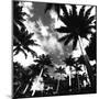 Towering Palms-Malcolm Sanders-Mounted Giclee Print