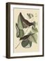 Towhe Bird-Mark Catesby-Framed Art Print