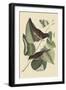 Towhe Bird-Mark Catesby-Framed Art Print