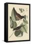 Towhe Bird-Mark Catesby-Framed Stretched Canvas