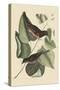 Towhe Bird-Mark Catesby-Stretched Canvas