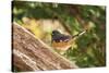 Towhee-Gary Carter-Stretched Canvas