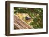 Towhee-Gary Carter-Framed Photographic Print