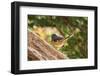 Towhee-Gary Carter-Framed Photographic Print