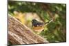 Towhee-Gary Carter-Mounted Photographic Print