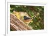 Towhee-Gary Carter-Framed Photographic Print