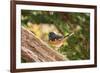 Towhee-Gary Carter-Framed Photographic Print