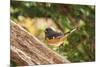 Towhee-Gary Carter-Mounted Photographic Print