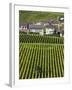 Town and Vineyards, Oger, Champagne Region, Marne, France-Walter Bibikow-Framed Photographic Print