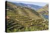 Town of Quinta Do Seixo, Terraced Grapevines of the House of Sandeman-Mallorie Ostrowitz-Stretched Canvas