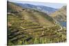 Town of Quinta Do Seixo, Terraced Grapevines of the House of Sandeman-Mallorie Ostrowitz-Stretched Canvas