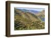 Town of Quinta Do Seixo, Terraced Grapevines of the House of Sandeman-Mallorie Ostrowitz-Framed Photographic Print