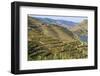 Town of Quinta Do Seixo, Terraced Grapevines of the House of Sandeman-Mallorie Ostrowitz-Framed Photographic Print