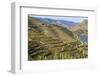 Town of Quinta Do Seixo, Terraced Grapevines of the House of Sandeman-Mallorie Ostrowitz-Framed Photographic Print