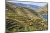 Town of Quinta Do Seixo, Terraced Grapevines of the House of Sandeman-Mallorie Ostrowitz-Mounted Photographic Print