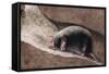 Townsend Mole-Louis Agassiz Fuertes-Framed Stretched Canvas