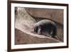 Townsend Mole-Louis Agassiz Fuertes-Framed Giclee Print