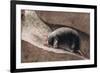 Townsend Mole-Louis Agassiz Fuertes-Framed Giclee Print