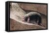 Townsend Mole-Louis Agassiz Fuertes-Framed Stretched Canvas