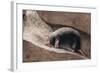 Townsend Mole-Louis Agassiz Fuertes-Framed Giclee Print