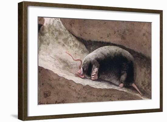 Townsend Mole-Louis Agassiz Fuertes-Framed Giclee Print