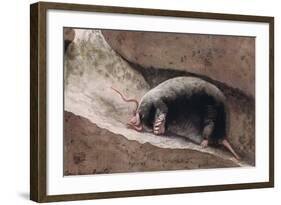 Townsend Mole-Louis Agassiz Fuertes-Framed Giclee Print