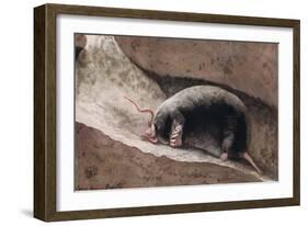 Townsend Mole-Louis Agassiz Fuertes-Framed Giclee Print
