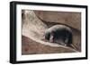 Townsend Mole-Louis Agassiz Fuertes-Framed Giclee Print