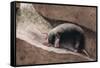 Townsend Mole-Louis Agassiz Fuertes-Framed Stretched Canvas