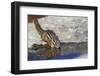 Townsend's Chipmunk, drinking at a rain water pool-Ken Archer-Framed Photographic Print