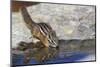 Townsend's Chipmunk, drinking at a rain water pool-Ken Archer-Mounted Photographic Print