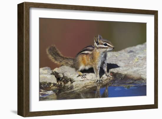 Townsend's Chipmunk-Ken Archer-Framed Photographic Print